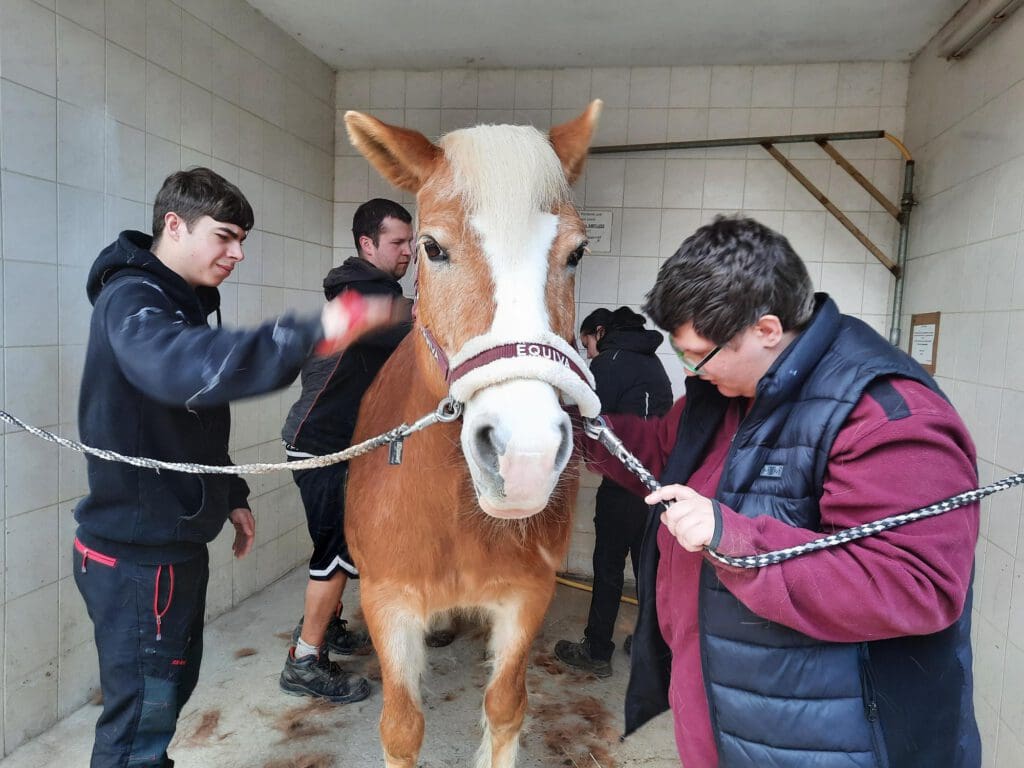 Vier Jugendliche putzen ein Pferd. Sie besuchen die Pferdegruppe der ITA Gänserndorf.